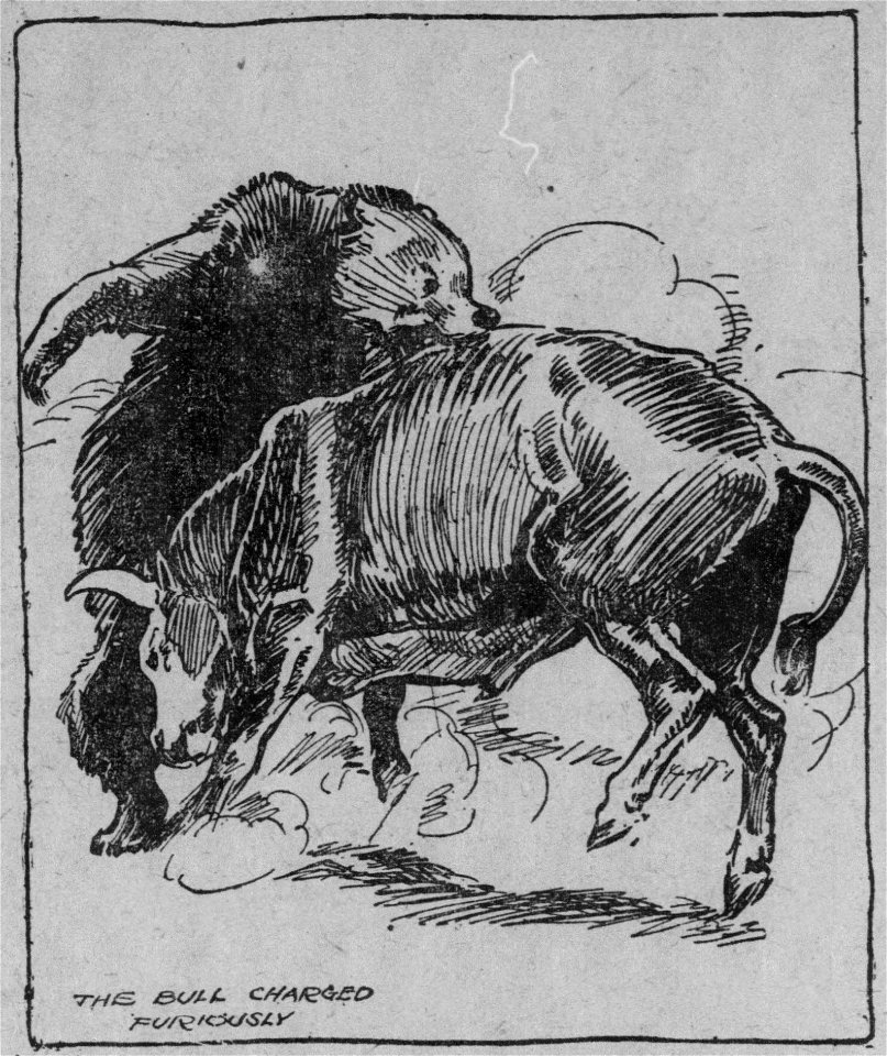 A stylised illustration “THE BULL CHARGED FURIOUSLY” seemingly by HM Stoops. One of two illustrations for the story “THE SPORT OF ROPING GRIZZLES IN CALIFORNIA’S EARLY DAYS” on page 14 of the newspape