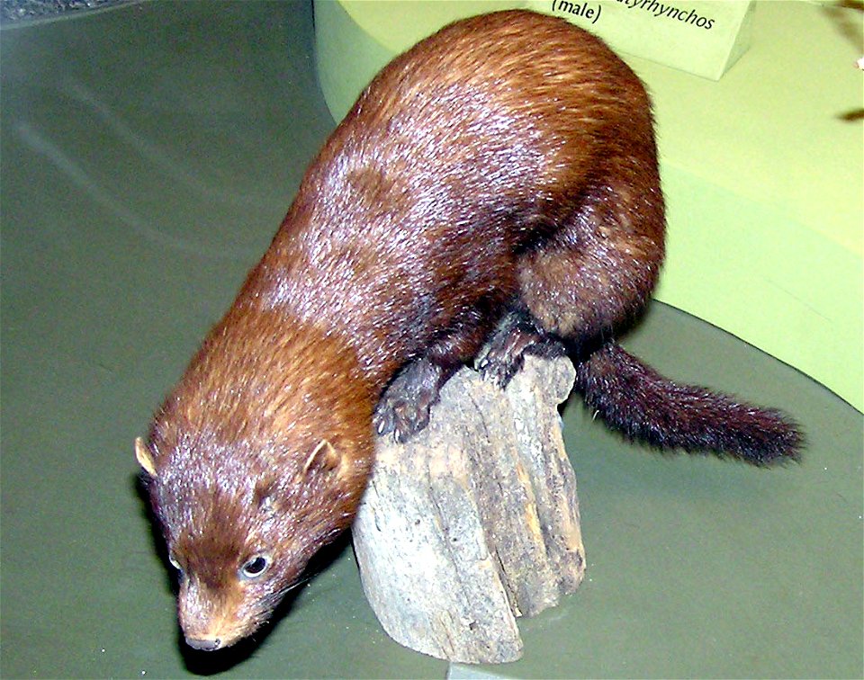 American Mink Mustela vison (stuffed) in Bristol City Museum, Bristol, England.

Taken by Adrian Pingstone in February 2006 and placed in the public domain.