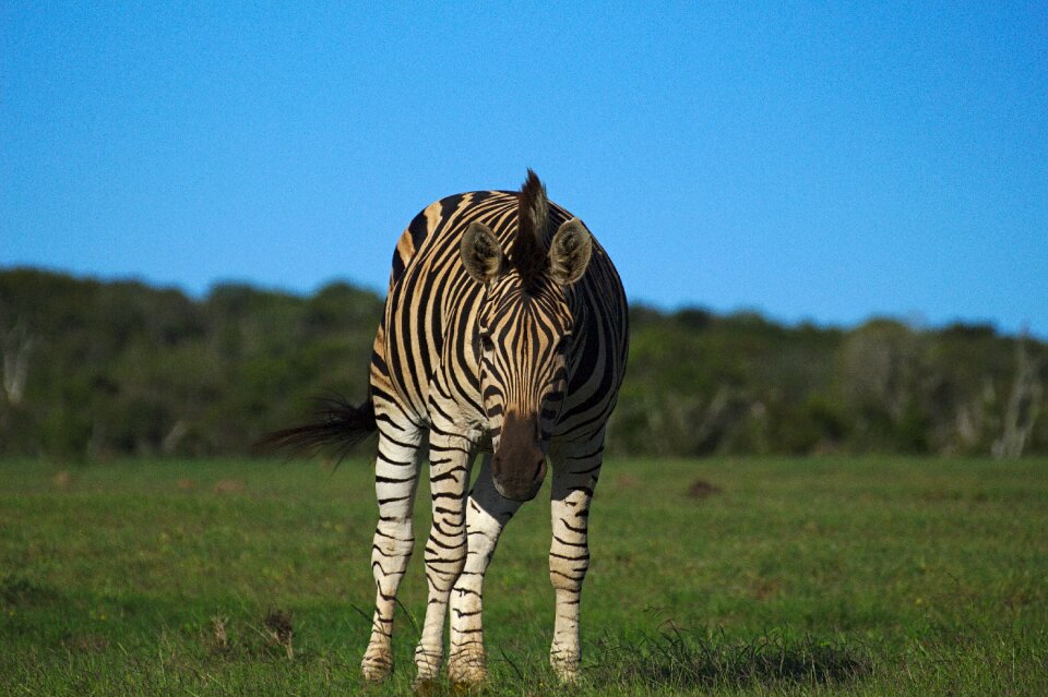 Addo elephant national