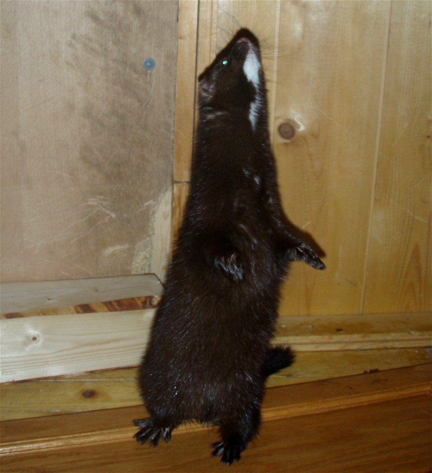 Mustela Vison, American Mink, male