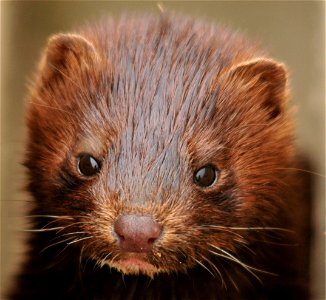 A curious young mink was up for a game of peek-a-boo at one of our water control structures. Muskrats are the primary prey of adult mink, but they will also eat crayfish, frogs, birds, or whatever th photo