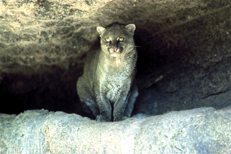 Jaguarundi.