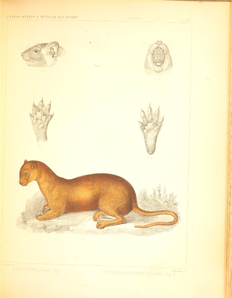 Mammals of North America; the description of species based chiefly on the collections in the Museum of the Smithsonian Institution.
