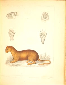 Mammals of North America; the description of species based chiefly on the collections in the Museum of the Smithsonian Institution.