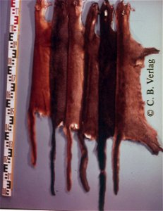 Jaguarondi fur skins (Felis (herpailurus) yagouaroundi). Fur skin collection, Bundes-Pelzfachschule, Frankfurt/Main, Germany