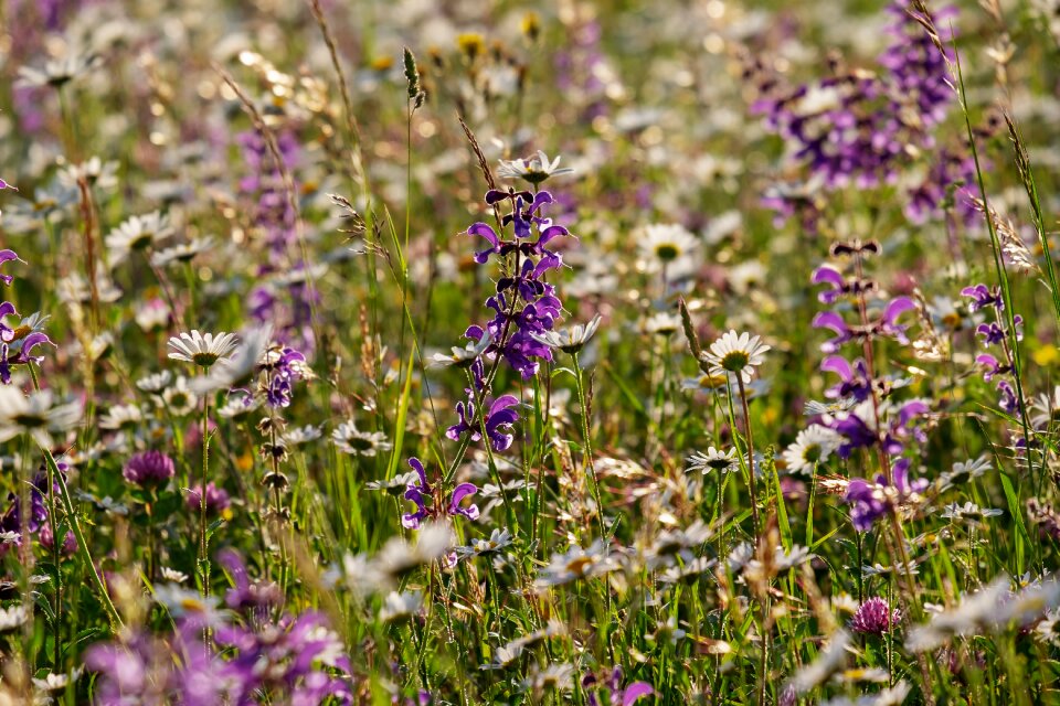 Meadow spring meadow margerite