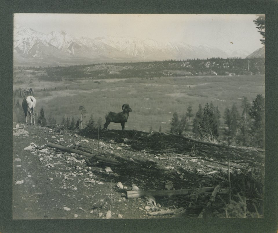 Rocky Mountain sheep, Banff, Alberta.