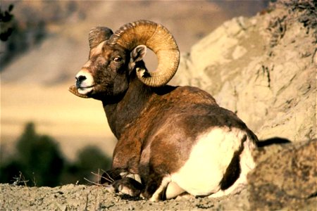 Image title: Bighorn ram (Ovis canadensis) Image from Public domain images website, http://www.public-domain-image.com/full-image/fauna-animals-public-domain-images-pictures/sheeps-public-domain-image photo