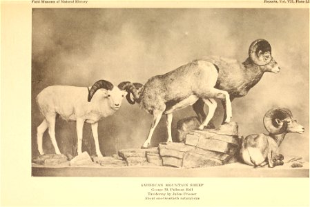 : Annual report of the Director to the Board of Trustees for the year .. Identifier: annualreporto19261928fiel (find matches) Year: 1906 (1900s) Authors: Field Museum of Natural History Subjects: Fiel photo