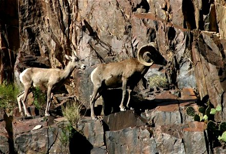 Image title: Bighorn sheep Image from Public domain images website, http://www.public-domain-image.com/full-image/fauna-animals-public-domain-images-pictures/sheeps-public-domain-images-pictures/bigho photo