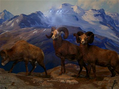Diorama at the American Museum of Natural History. photo