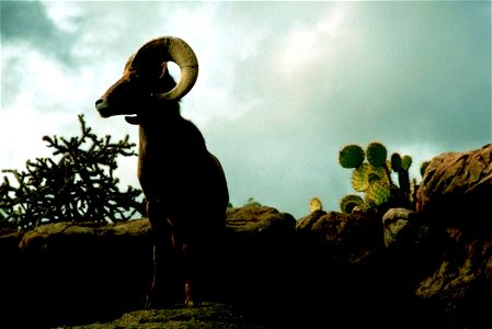 Image title: Desert bighorn sheep Image from Public domain images website, http://www.public-domain-image.com/full-image/fauna-animals-public-domain-images-pictures/sheeps-public-domain-images-picture photo