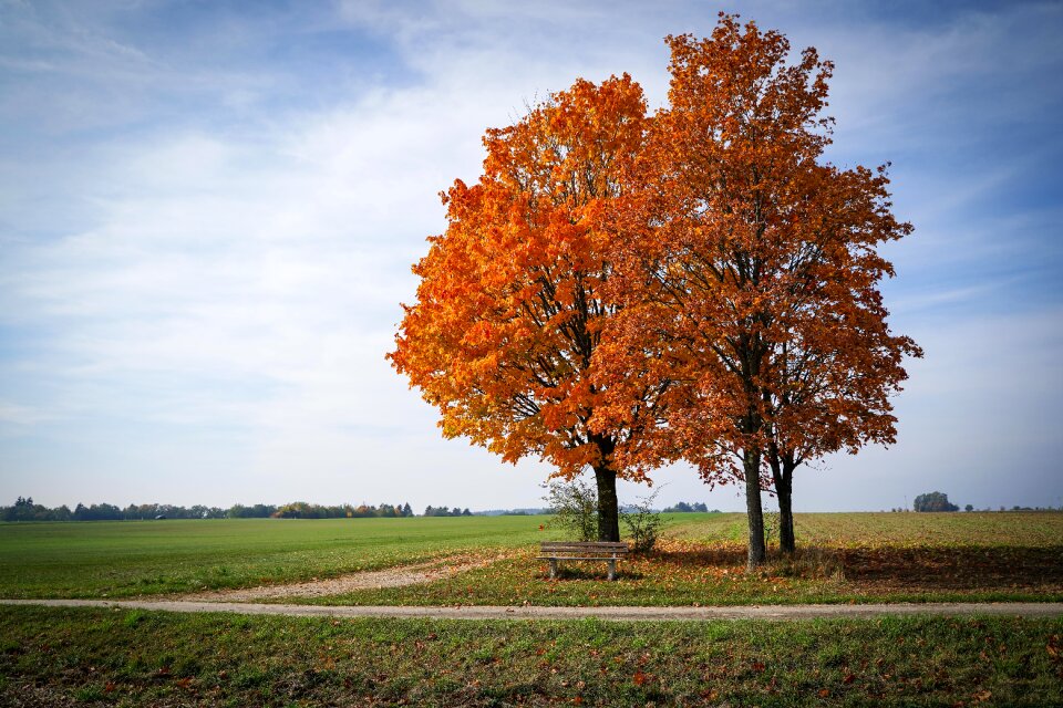 Leaves brown leaves landscape