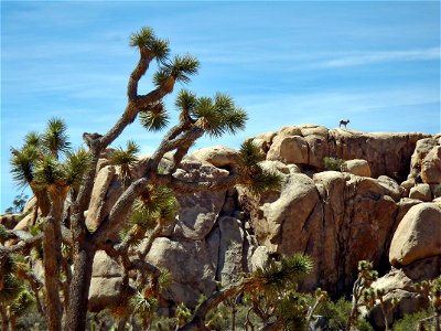 Bighorn Sheep (Ovis canadensis nelsoni) atop Rocks, Joshua Tree National Park. NPS/Carey Goldstein photo