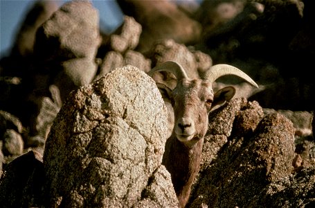 Peninsular Bighorn Sheep, Ovis canadensis cremnobates photo