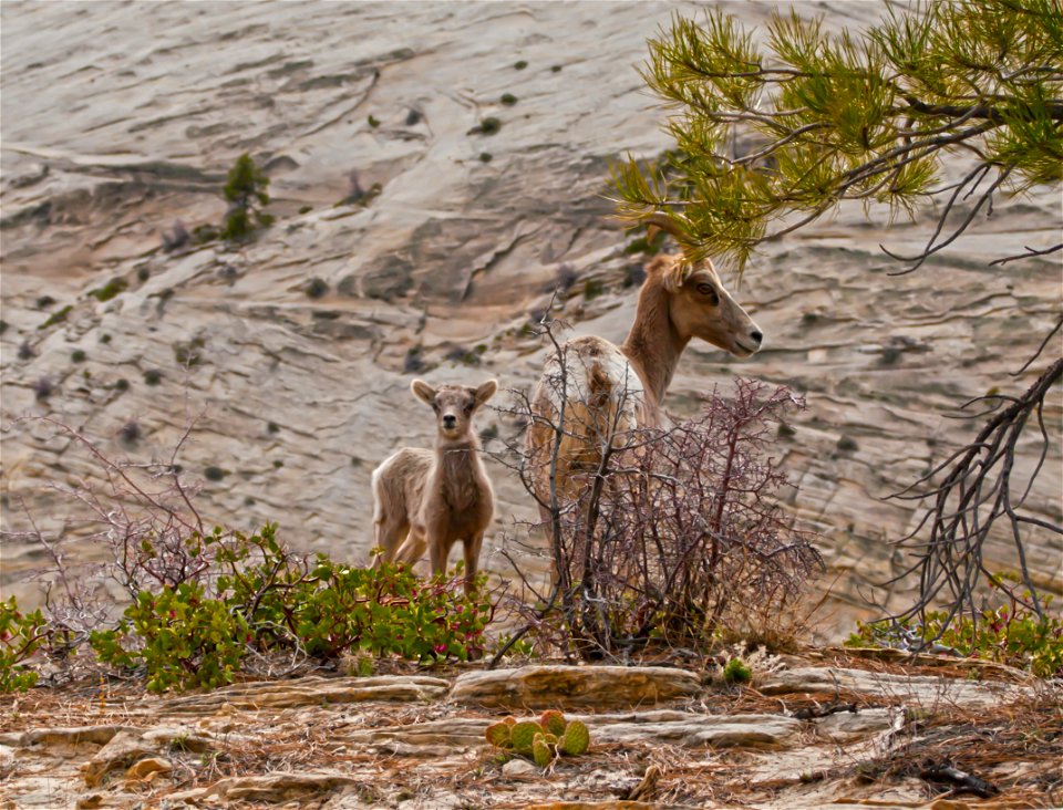 Due to the increasing pressure of human populations in and around Zion, the native desert bighorn sheep were extirpated from the park in the 1950s. In the 1970s, over a dozen bighorn were reintroduced