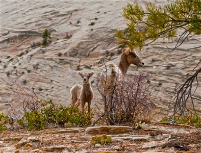 Due to the increasing pressure of human populations in and around Zion, the native desert bighorn sheep were extirpated from the park in the 1950s. In the 1970s, over a dozen bighorn were reintroduced