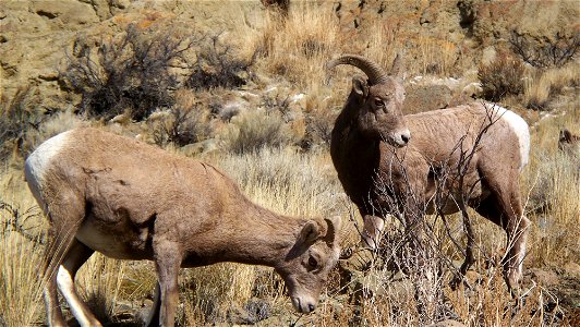 Bighorn sheep near Jim McClure Jerry Peak Wilderness