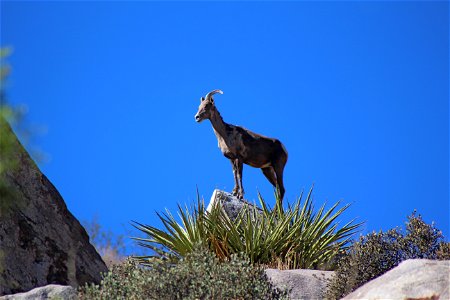Desert Bighorn (Ovis canadensis nelsoni) stands on a rock, Joshua Tree National Park. NPS/Cathy Bell photo