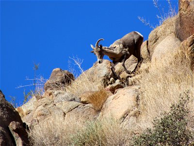 Desert Bighorn (Ovis candensis nelsoni) runs downhill, Joshua Tree National Park. NPS/Cathy Bell photo