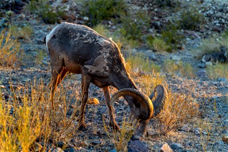 Desert Bighorn Sheep