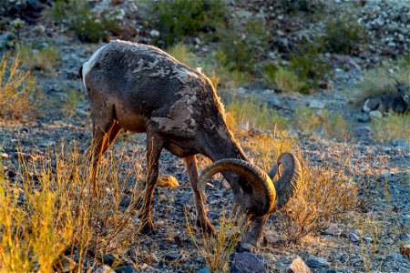 Desert Bighorn Sheep photo