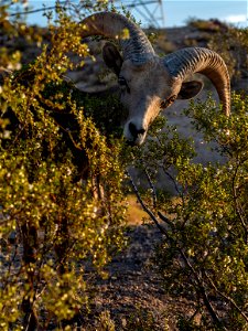 Desert Bighorn Sheep