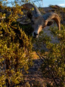 Desert Bighorn Sheep photo