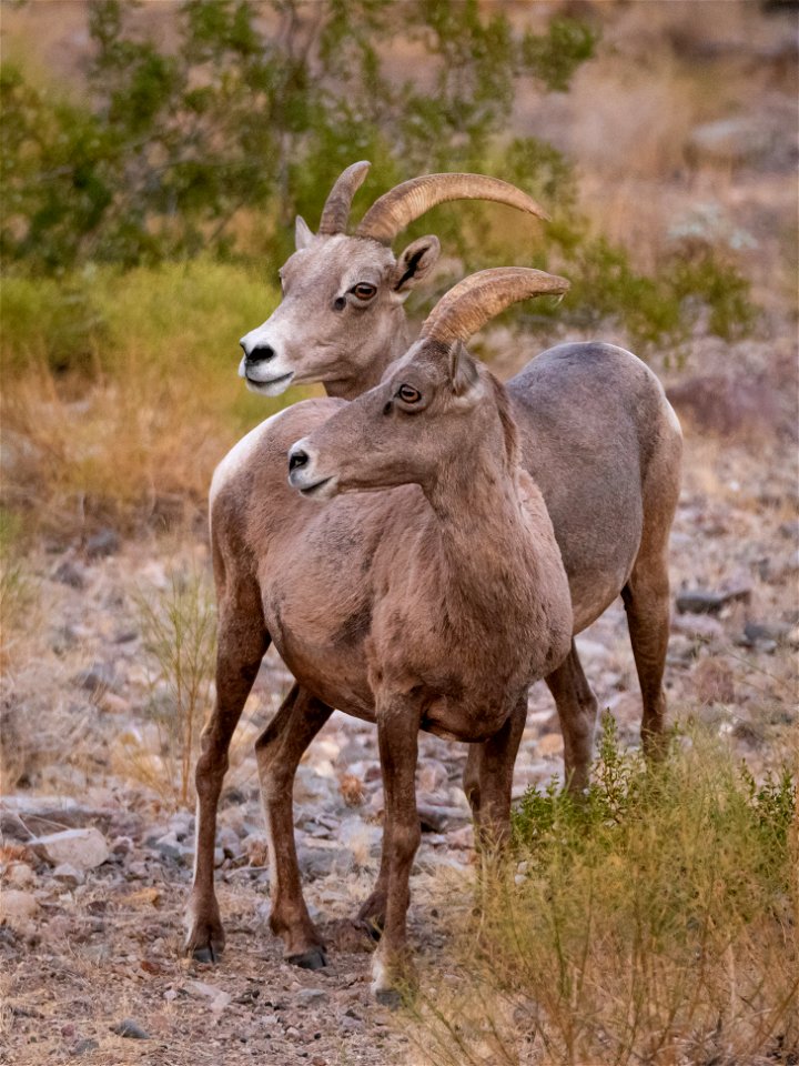 Desert Bighorn Sheep