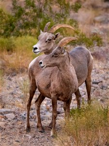 Desert Bighorn Sheep photo