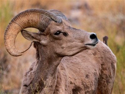 Desert Bighorn Sheep photo