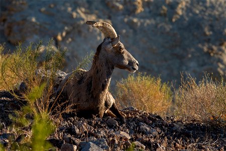 Desert Bighorn Sheep photo