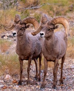 Desert Bighorn Sheep photo