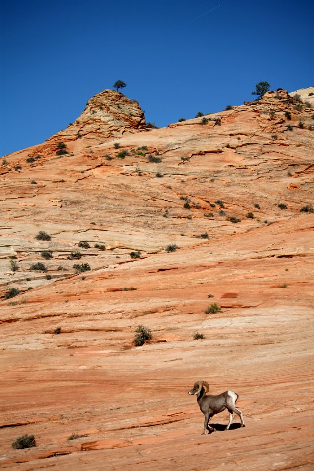 Once extinct in the park, desert bighorn sheep (Ovis canadensis nelsoni) again thrive on Zion's East Side. NPS Photo/Tim Lutterman