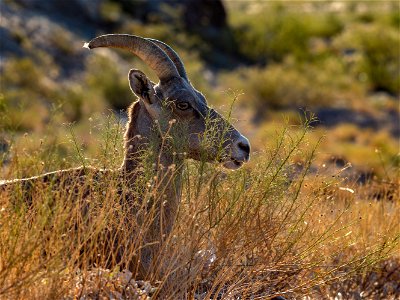 Desert Bighorn Sheep photo