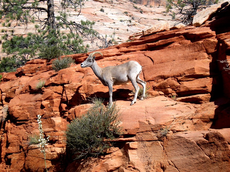 Desert bighorn sheep (Ovis canadensis nelsoni) are great climbers.  NPS Photo/Katie Raney

To download: farm5.static.flickr.com/4088/5015826016_57f7e8edc9_b_d.jpg