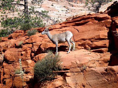 Desert bighorn sheep (Ovis canadensis nelsoni) are great climbers.  NPS Photo/Katie Raney

To download: farm5.static.flickr.com/4088/5015826016_57f7e8edc9_b_d.jpg