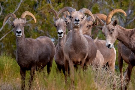 Desert Bighorn Sheep photo