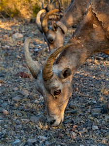 Desert Bighorn Sheep photo