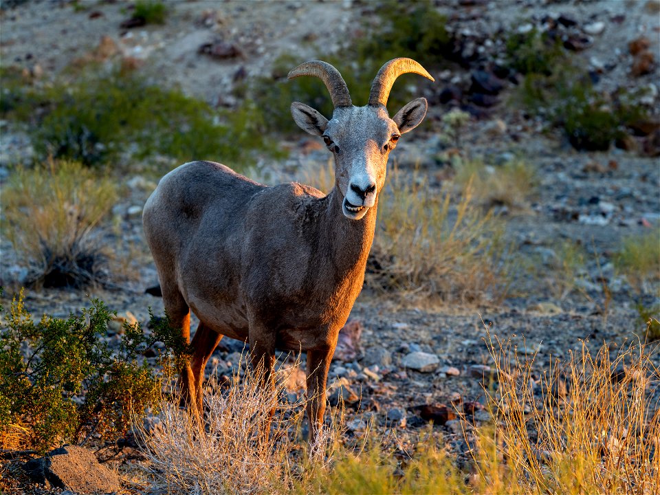 Desert Bighorn Sheep