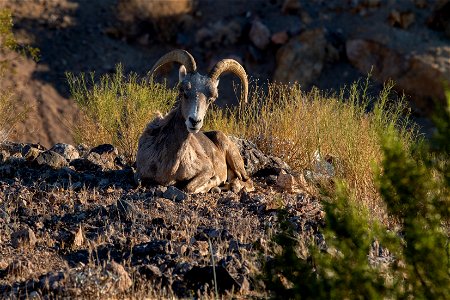 Desert Bighorn Sheep photo