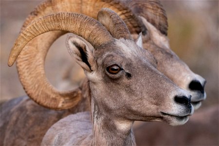 Desert Bighorn Sheep photo