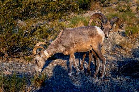 Desert Bighorn Sheep photo