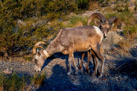 Desert Bighorn Sheep