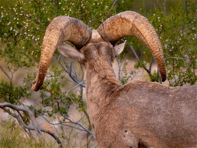 Desert Bighorn Sheep photo