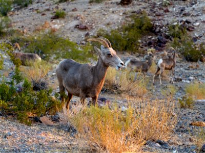 Desert Bighorn Sheep photo