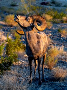 Desert Bighorn Sheep photo