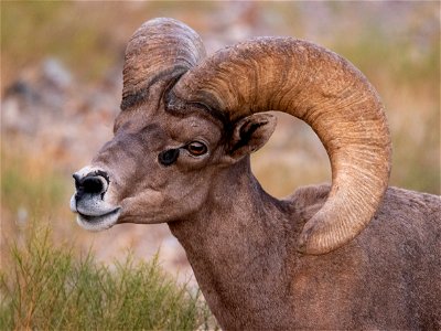 Desert Bighorn Sheep photo