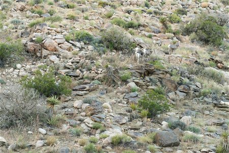 Desert Bighorn Sheep (Ovis canadensis nelsoni), Joshua Tree National Park. NPS/Brad Sutton photo