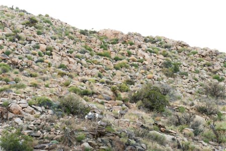 Desert Bighorn Sheep (Ovis canadensis nelsoni), Joshua Tree National Park. NPS/Brad Sutton